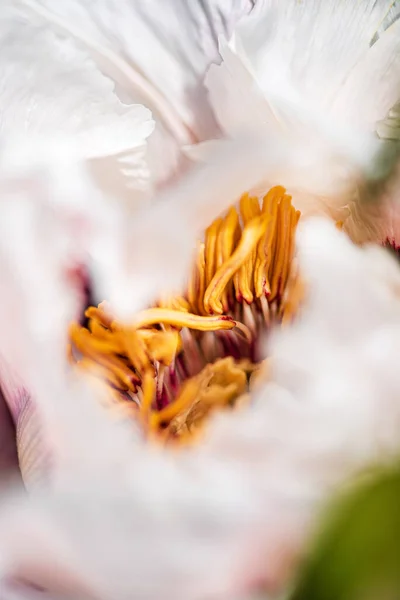 Peony Flowers Garden — Stock Photo, Image