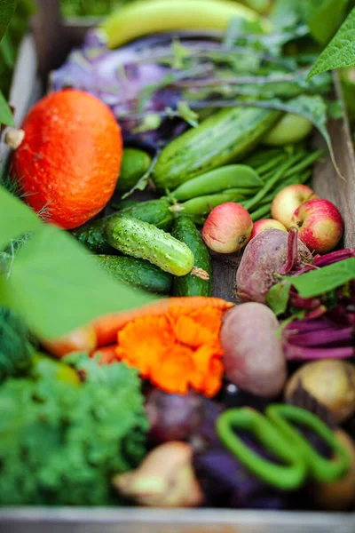 Świeże Warzywa Organiczne Pudełku — Zdjęcie stockowe