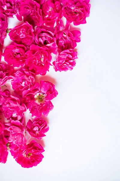 Φρέσκα Τριαντάφυλλα Στο Λευκό Φόντο — Φωτογραφία Αρχείου