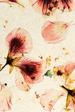 Eski kağıt ve kurumuş çiçekler.