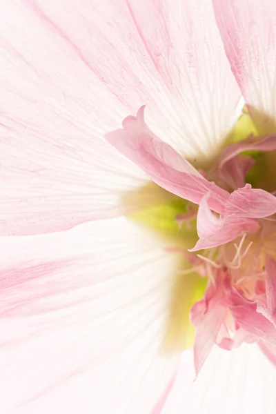 Fiore Sullo Sfondo Bianco — Foto Stock