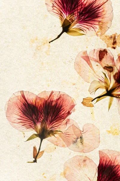 Vieux Papier Fleurs Séchées — Photo