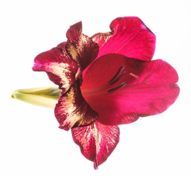 Beyaz arkaplanda çiçek