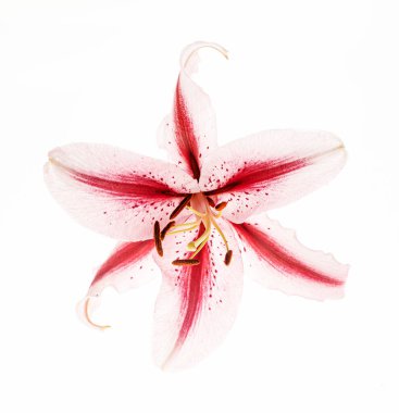 Beyaz arkaplanda çiçek