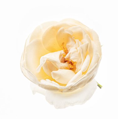 Beyaz arkaplanda çiçek