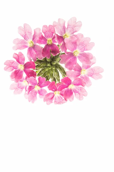 Flower White Background — Stock Photo, Image