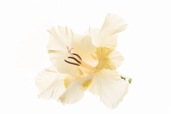 Flor Fundo Branco — Fotografia de Stock