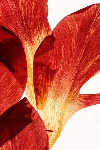 Eski Kağıt Kurumuş Çiçekler — Stok fotoğraf