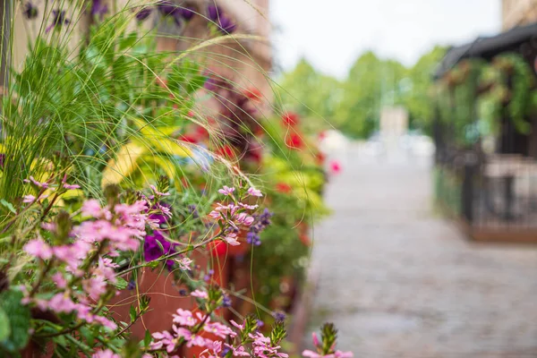 Mooie Bloemen Containers — Stockfoto