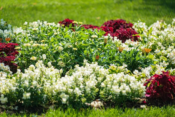 Flores Agradáveis Jardim — Fotografia de Stock
