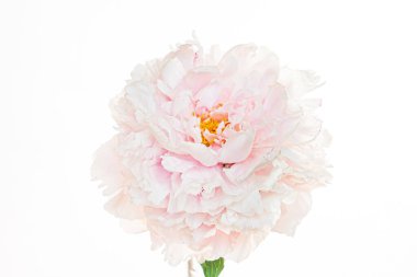 Beyaz arka planda taze şakayık