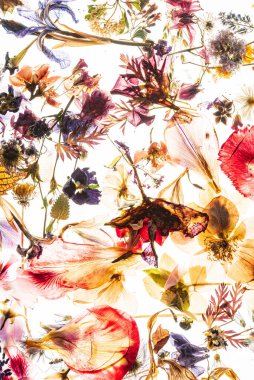 Kurumuş çiçekler ve beyaz yapraklar