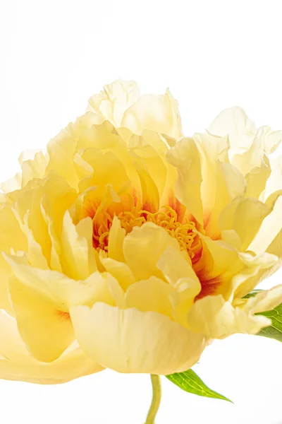 Fresh Peony White Background — Stock Photo, Image