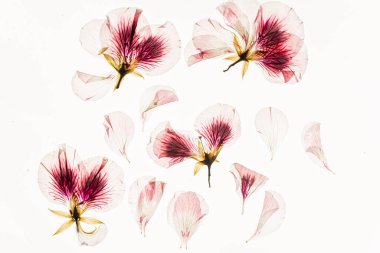 Beyaz arka planda kurumuş çiçekler