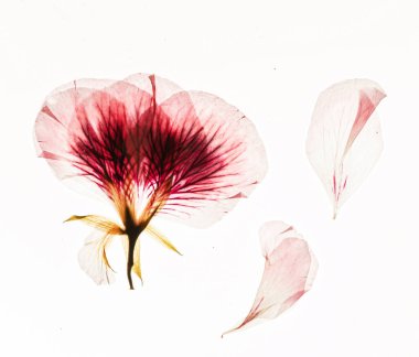 Beyaz arka planda kurumuş çiçekler