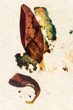 Eski kağıt ve kurumuş çiçekler.