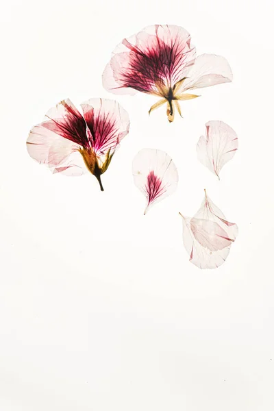 Αποξηραμένα Λουλούδια Στο Λευκό Φόντο — Φωτογραφία Αρχείου