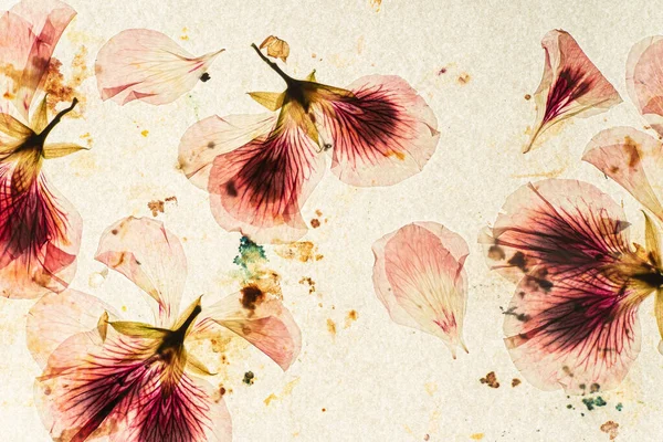 Stary Papier Suszone Kwiaty — Zdjęcie stockowe