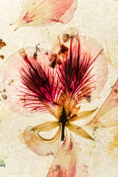 Stary Papier Suszone Kwiaty — Zdjęcie stockowe