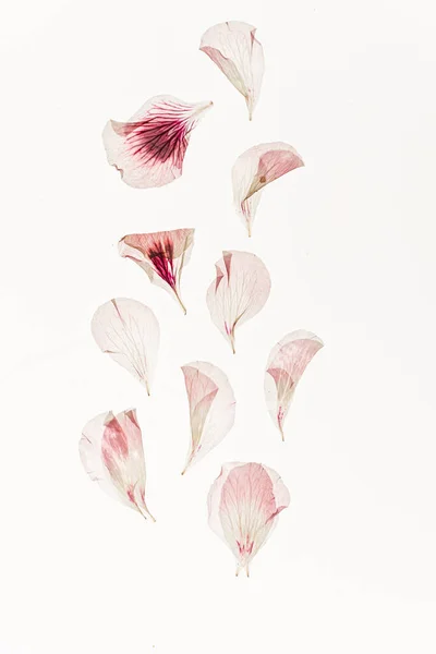Αποξηραμένα Λουλούδια Στο Λευκό Φόντο — Φωτογραφία Αρχείου