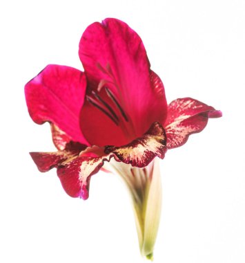 Beyaz arkaplanda çiçek