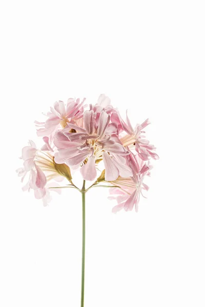 Flower White Background — Stock Photo, Image