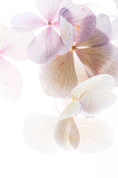Rózsaszín Hortenzia Fehér Háttér — Stock Fotó