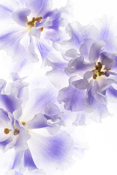 白色背景上的蓝色紫罗兰 — 图库照片