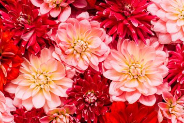 Beyazın üzerinde yıldız çiçekleri