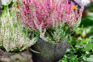 Heather saksıda çiçekler var.