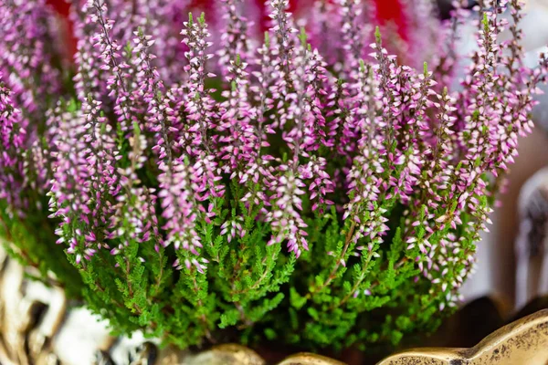 Heather Flowers Pot — Stock fotografie