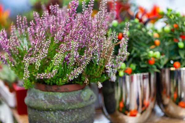 Heather Blommor Krukan — Stockfoto