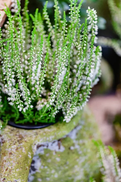 Heather Flowers Pot — Stock fotografie