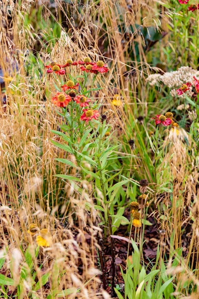 Fleurs Dans Jardin Automne — Photo