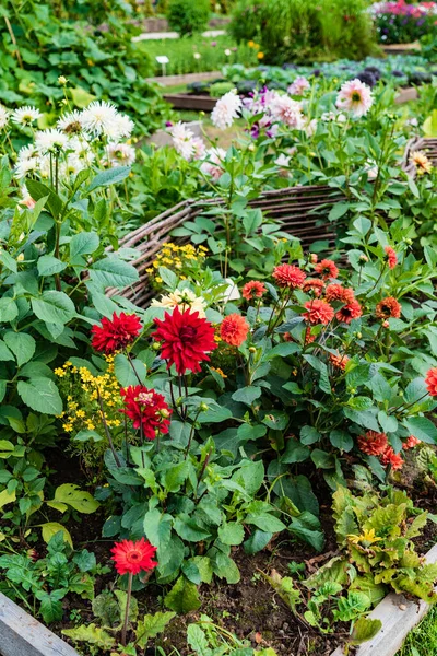 Dalhia Herfsttuin — Stockfoto