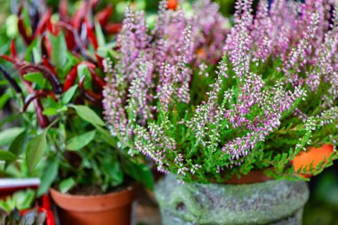 Heather saksıda çiçekler var.