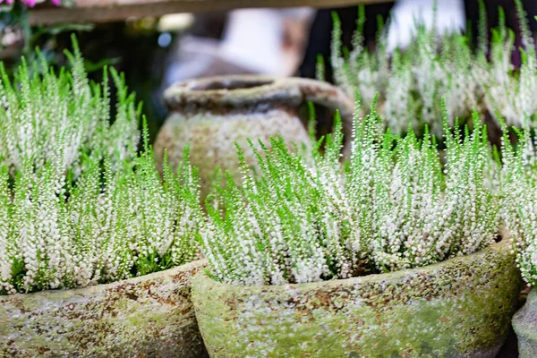 Fiori Erica Nel Vaso — Foto Stock