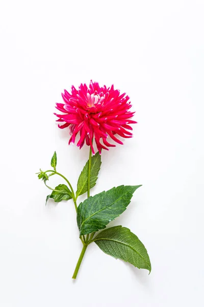 Frische Dahlie Draufsicht — Stockfoto