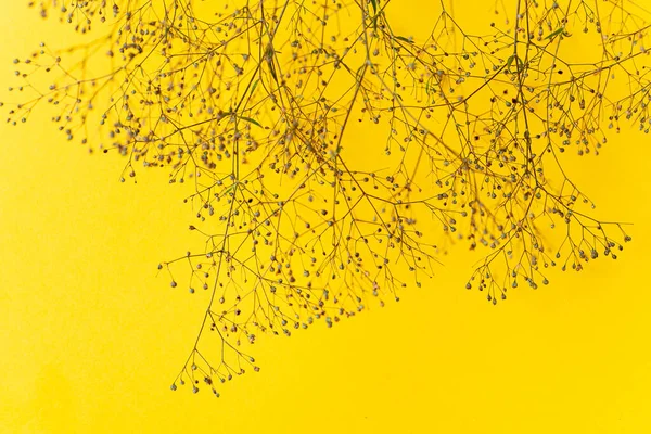 Suszona Roślina Żółtym Tle — Zdjęcie stockowe