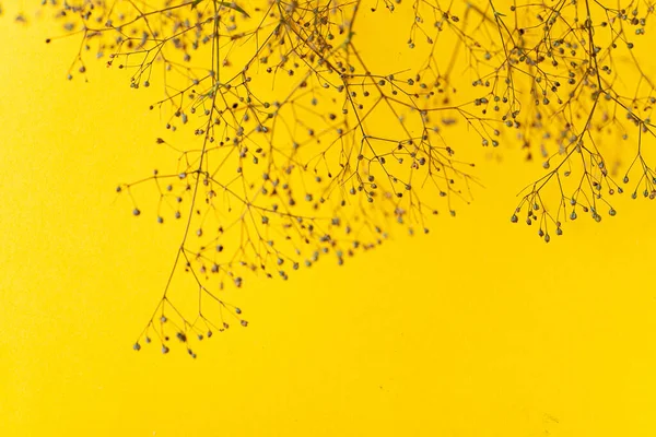 Planta Seca Fundo Amarelo — Fotografia de Stock