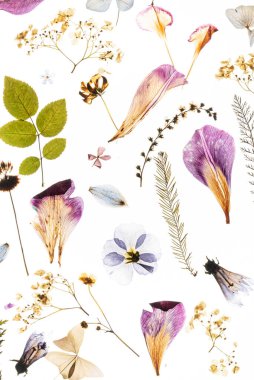 Beyaz arka planda kurumuş çiçekler