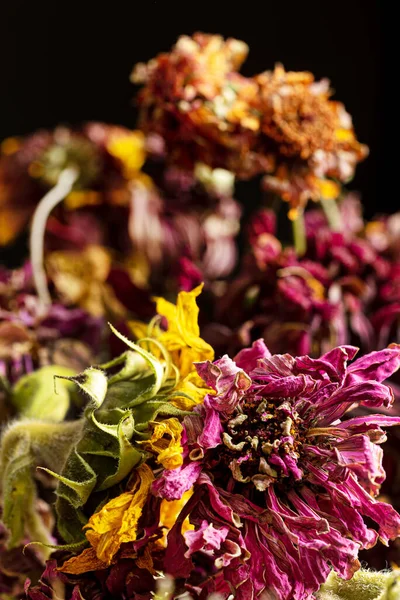 Szárított Virágok Sötét Háttér — Stock Fotó