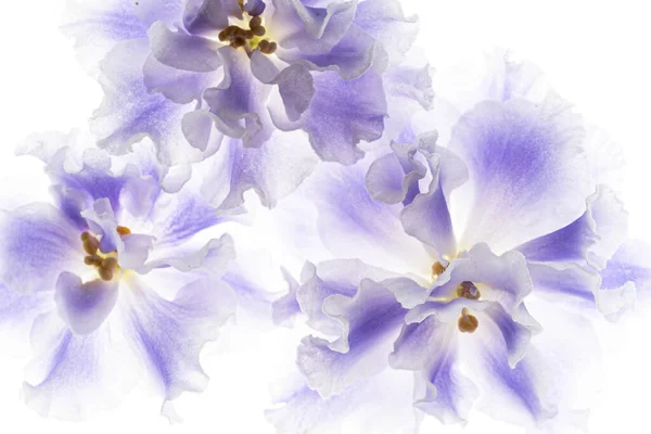 Violeta Azul Fundo Branco — Fotografia de Stock
