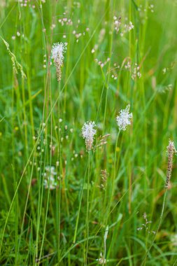 Güzel bitkilerle dolu yaz tarlası.