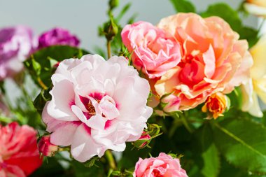 Vazodaki renkli güller