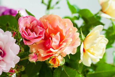 Vazodaki renkli güller