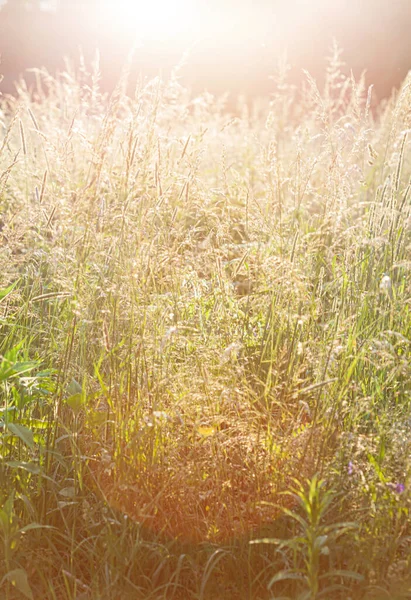 Sommerfeld Mit Schönen Pflanzen — Stockfoto