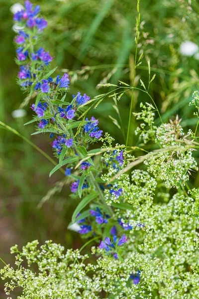 素敵な植物と夏のフィールド — ストック写真