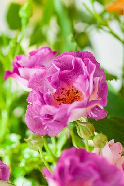 Roses Colorées Dans Vase — Photo