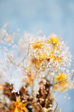 Vazodaki kuru çiçekler.